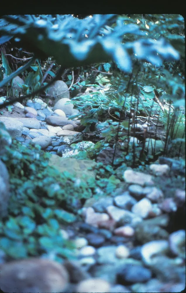 Reliable residential landscaping with custom design in Laguna Beach, CA by Green Gene