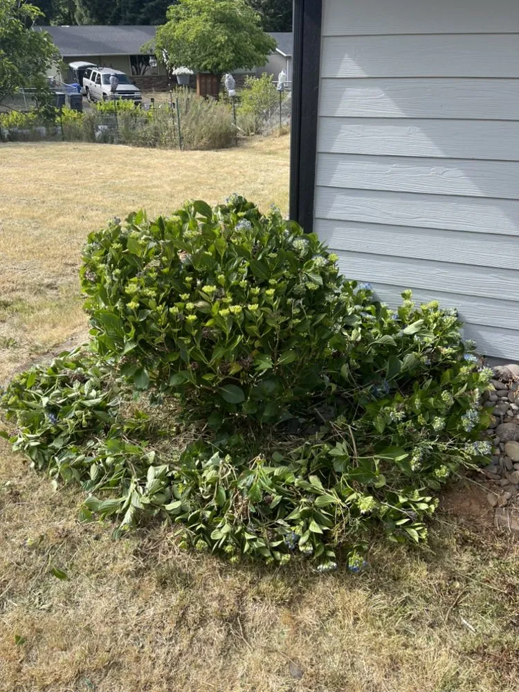 Custom landscape design for outdoor upgrades in Salem, OR by Green Genie Landscape