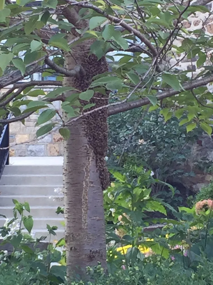 Local lawn mowing service experts serving Fleetwood, PA - Green Giant Home & Commercial