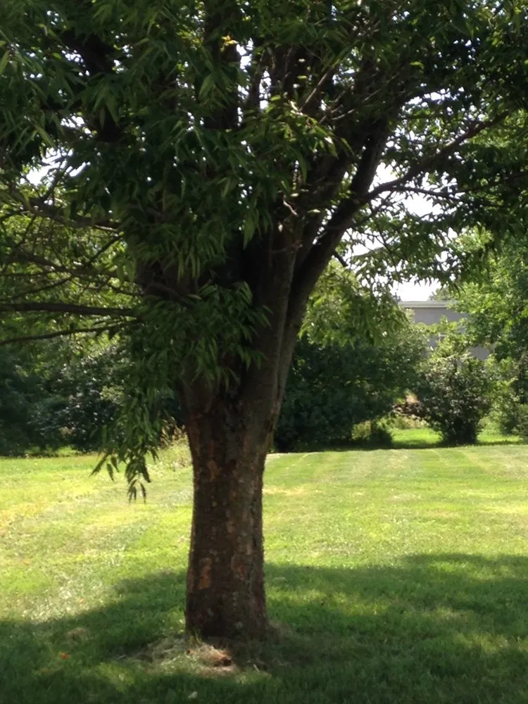 Expert outdoor landscaping in Fleetwood, PA - Green Giant Home & Commercial