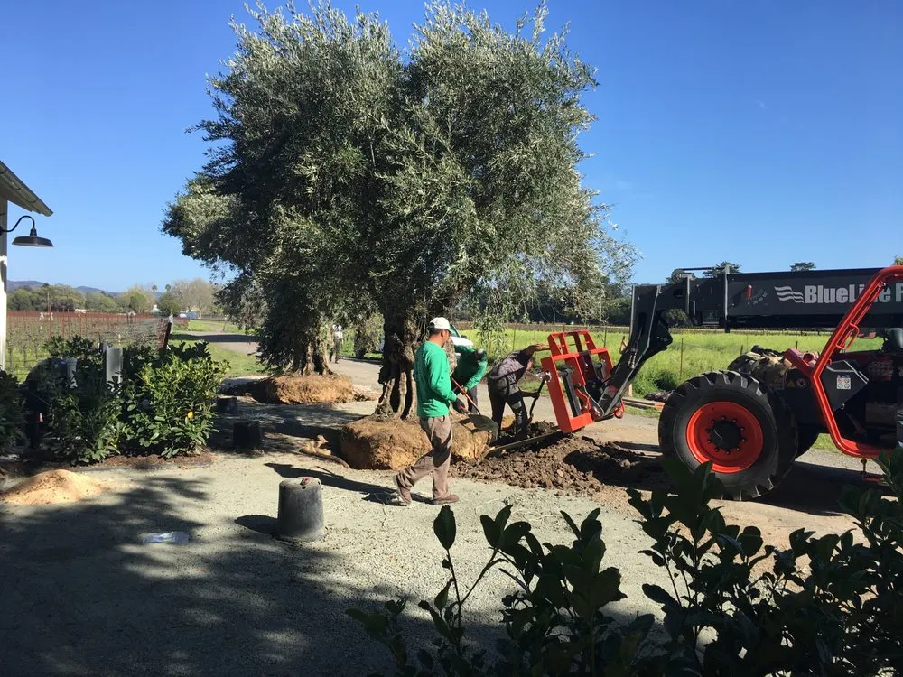 Reliable garden landscaping for residential properties in Sonoma, CA by Green Giant Landscape Design