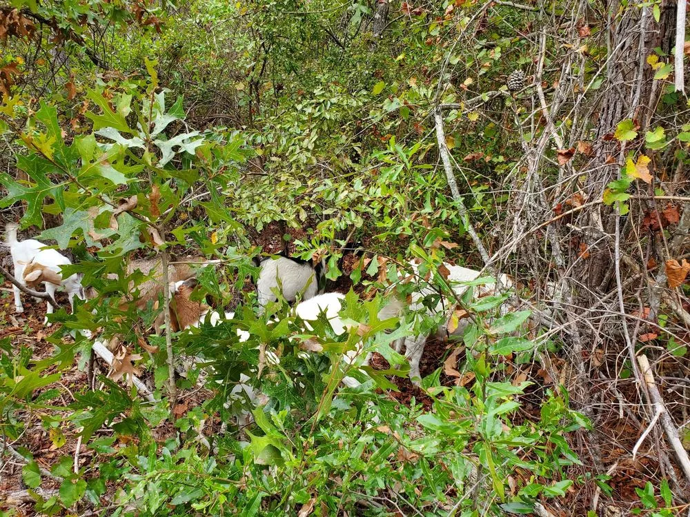 Local lawn mowing service for year-round maintenance across Neeses, SC - Green Goat Land Management