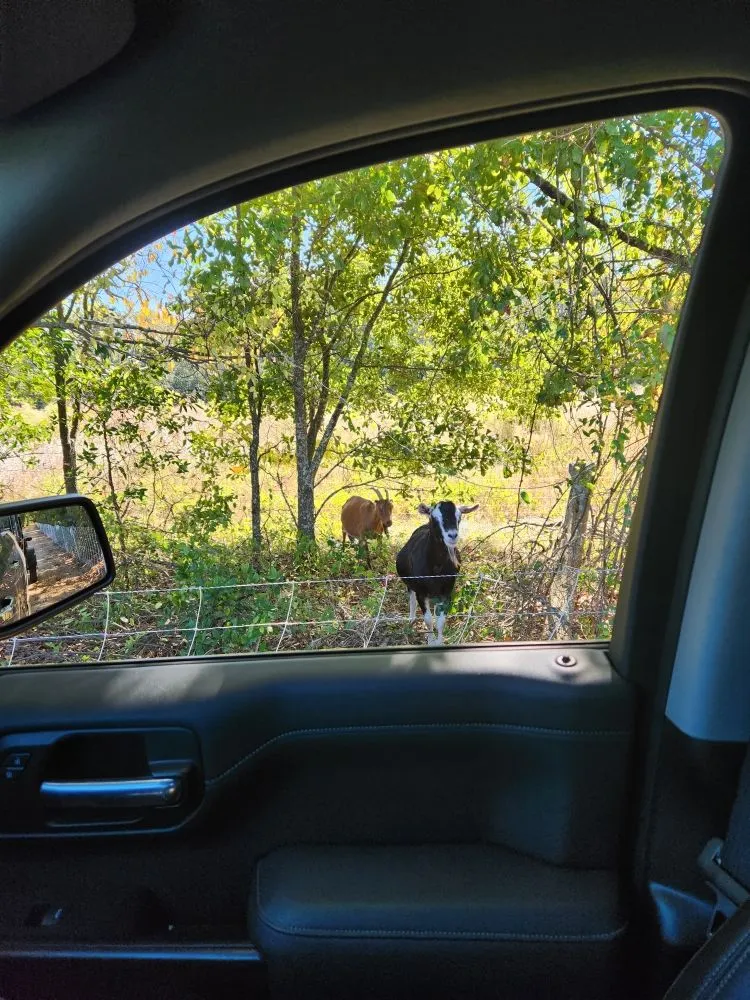 Top-rated lawn care service for homes across Neeses, SC - Green Goat Land Management