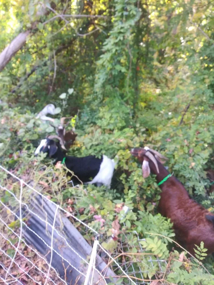 Trusted landscaping services in Neeses, SC by Green Goat Land Management