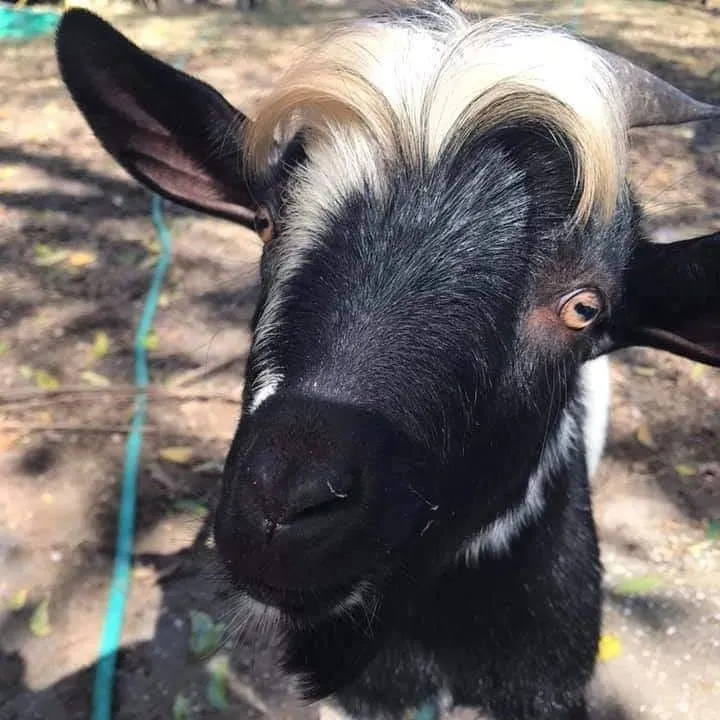 Local outdoor landscaping for year-round maintenance across Neeses, SC - Green Goat Land Management