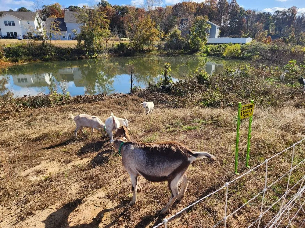 Affordable landscaping services in Neeses, SC - Green Goat Land Management