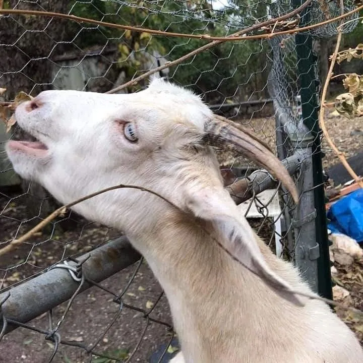 Affordable lawn care service for beautiful yards across Neeses, SC - Green Goat Land Management