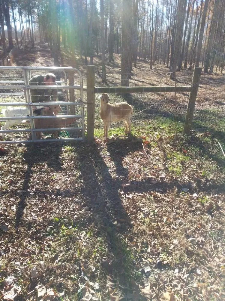 Local lawn mowing service in Neeses, SC by Green Goat Land Management