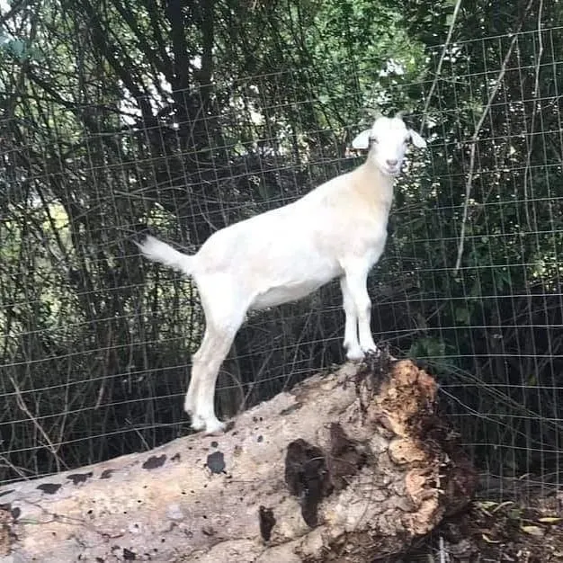Trusted landscaping services for homes across Neeses, SC - Green Goat Land Management
