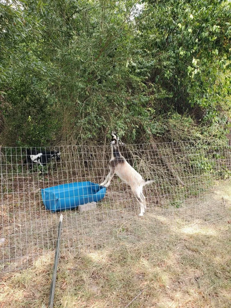 Top-rated landscape installation experts serving Neeses, SC - Green Goat Land Management