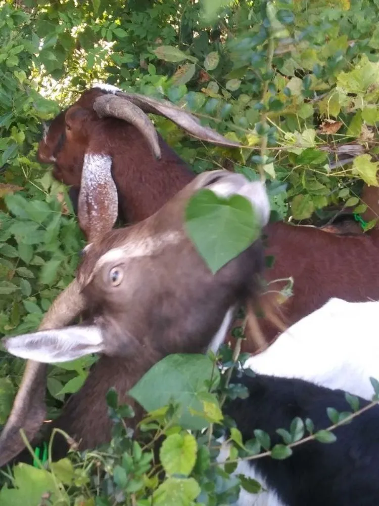 Professional landscaping services in Neeses, SC - Green Goat Land Management