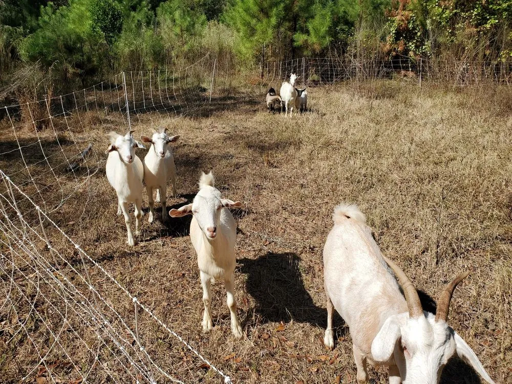 Reliable landscaping services near you in Neeses, SC by Green Goat Land Management