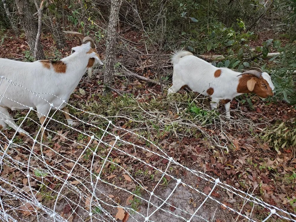 Expert lawn care service for residential properties in Neeses, SC by Green Goat Land Management