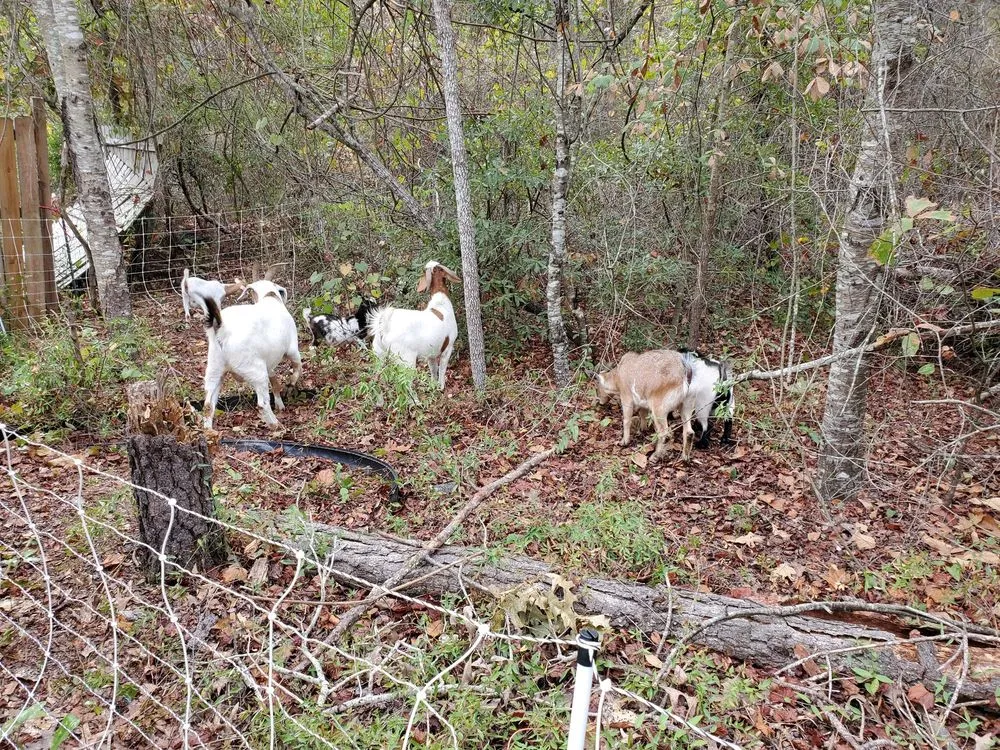 Custom landscaping services with custom design across Neeses, SC - Green Goat Land Management