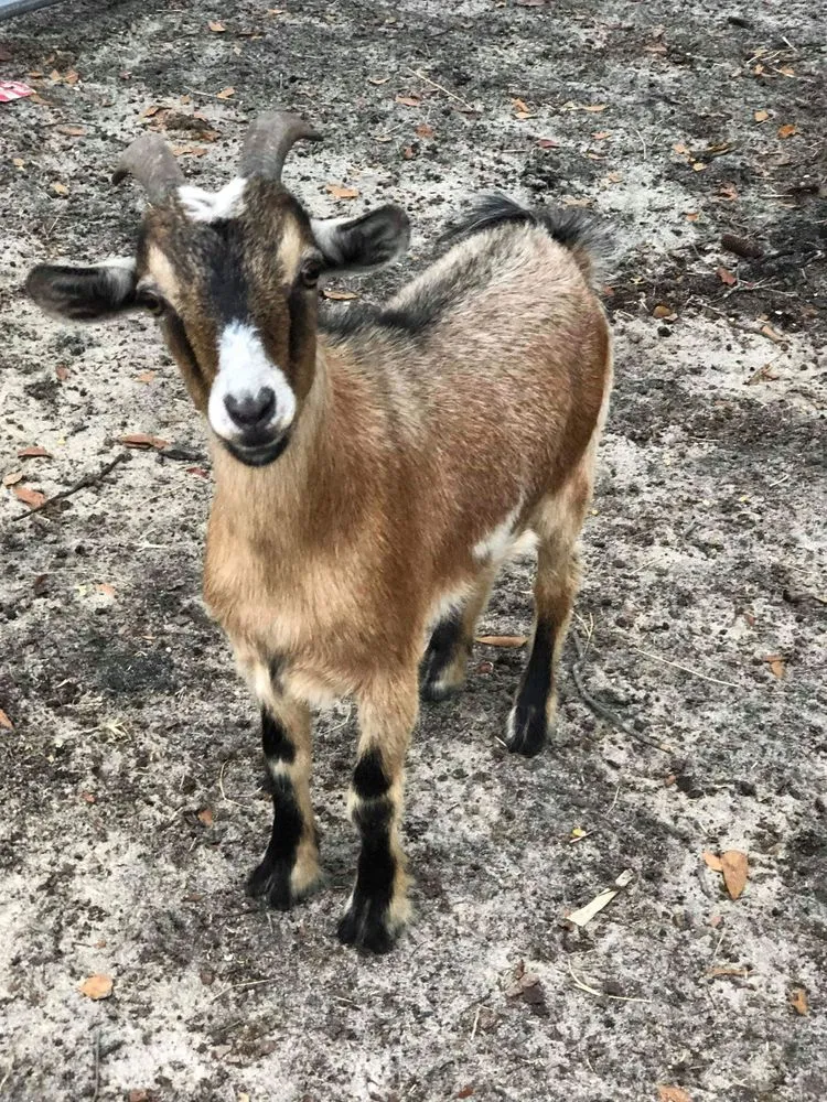 Professional lawn care service for year-round maintenance in Neeses, SC by Green Goat Land Management