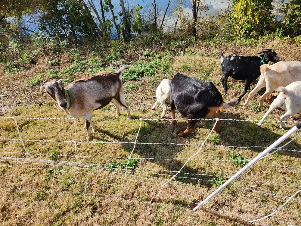 Top-rated yard cleanup service experts serving Neeses, SC - Green Goat Land Management