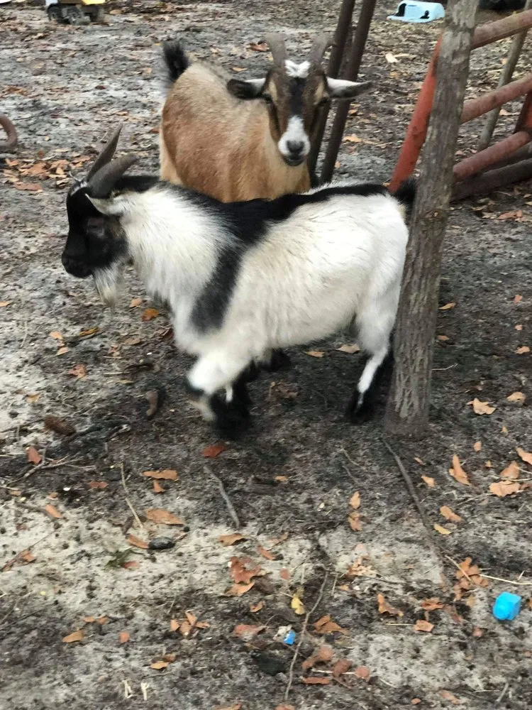 Reliable outdoor landscaping experts serving Neeses, SC - Green Goat Land Management