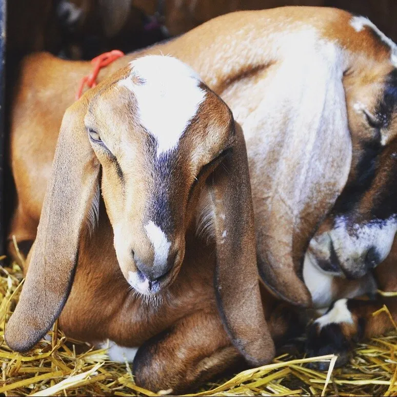 Expert yard cleanup service in San Jose, CA by Green Goat Landscapers