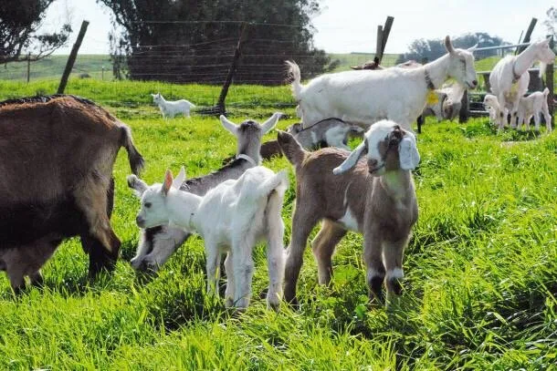 Affordable residential landscaping with custom design in San Jose, CA by Green Goat Landscapers