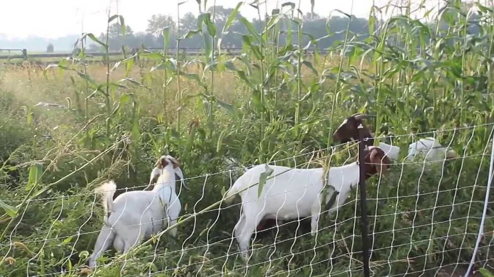 Top-rated landscaping services experts serving San Jose, CA - Green Goat Landscapers