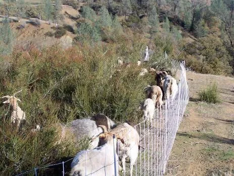 Expert landscaping services in San Jose, CA by Green Goat Landscapers