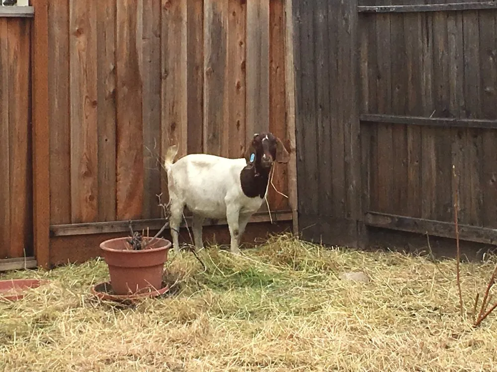 Professional garden landscaping for beautiful yards across San Jose, CA - Green Goat Landscapers