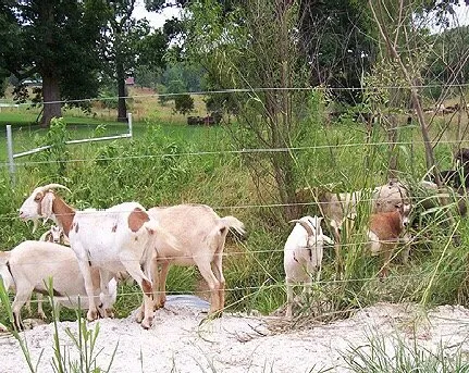 Expert landscape design in San Jose, CA - Green Goat Landscapers