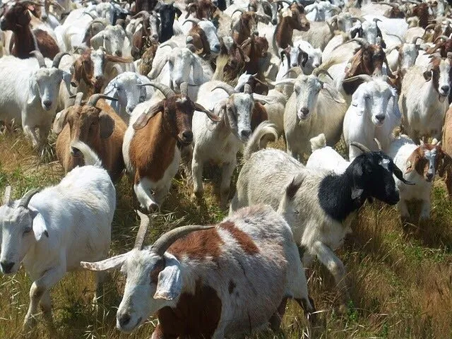 Reliable lawn care service in San Jose, CA by Green Goat Landscapers