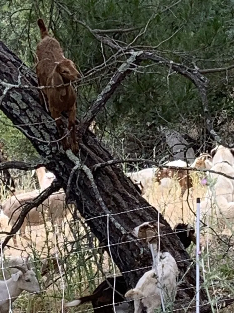 Reliable landscape design in San Jose, CA by Green Goat Landscapers
