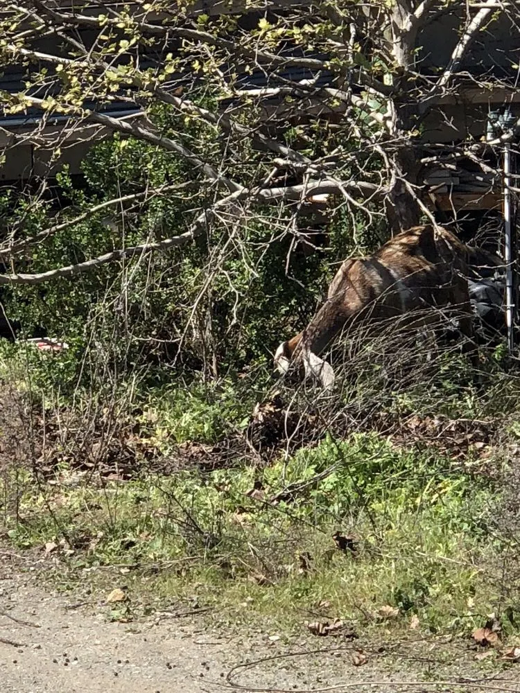 Expert landscape installation for homes in San Jose, CA by Green Goat Landscapers