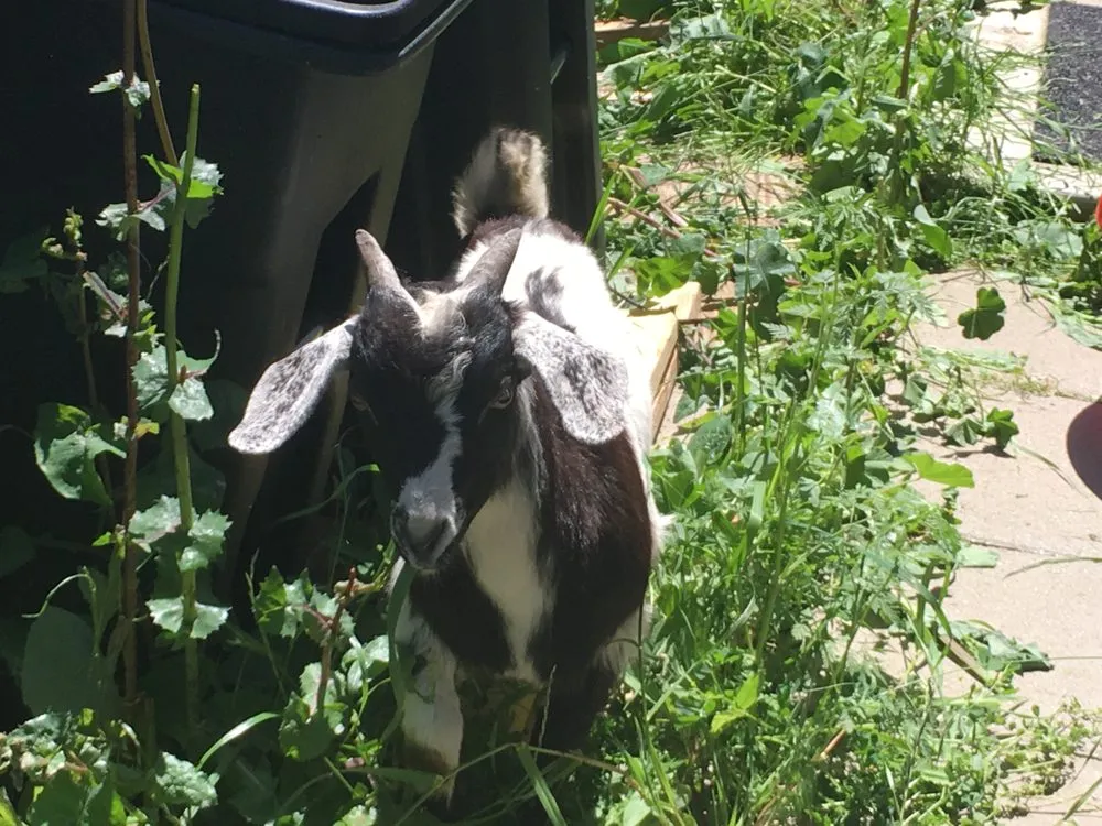 Expert outdoor landscaping in San Jose, CA - Green Goat Landscapers