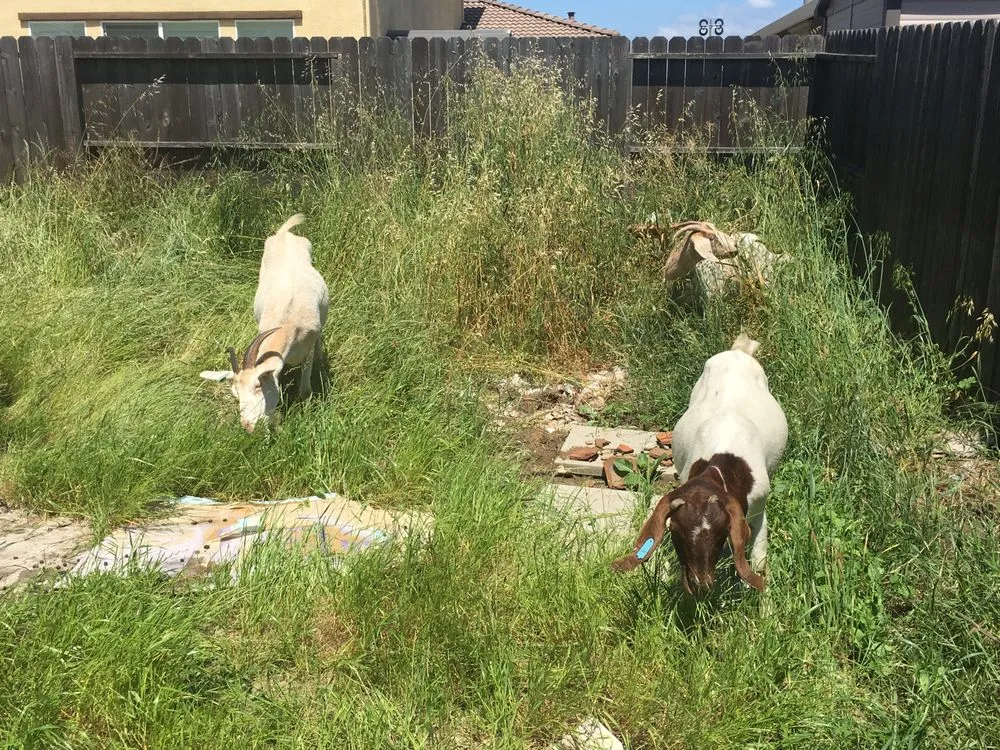 Top-rated outdoor landscaping for residential properties in San Jose, CA by Green Goat Landscapers