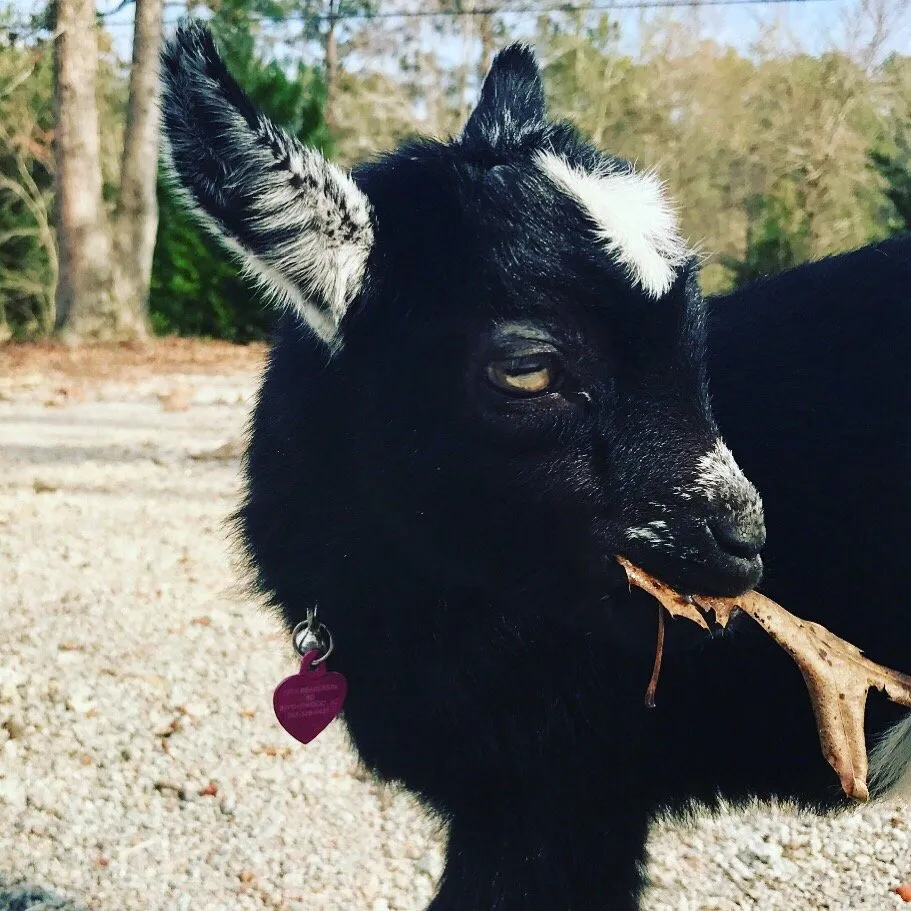 Affordable landscaping services for outdoor upgrades across San Jose, CA - Green Goat Landscapers