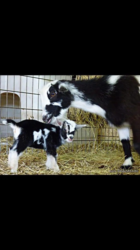 Custom landscaping services in San Jose, CA by Green Goat Landscapers