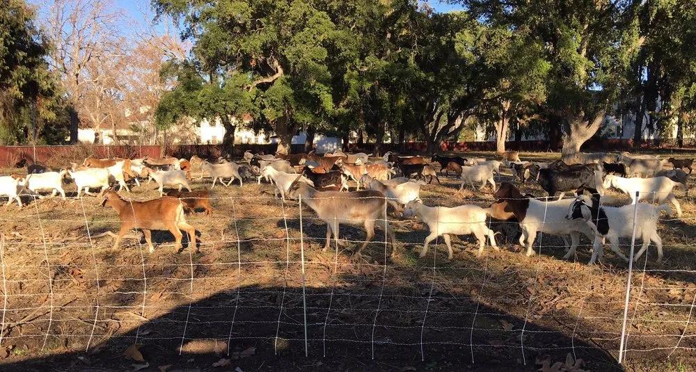 Local lawn mowing service experts serving San Jose, CA - Green Goat Landscapers