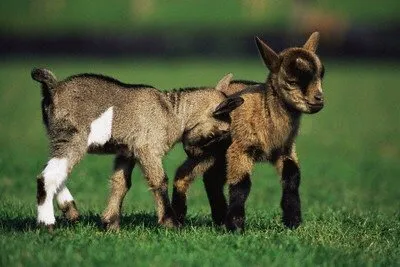 Trusted yard maintenance near you across San Jose, CA - Green Goat Landscapers