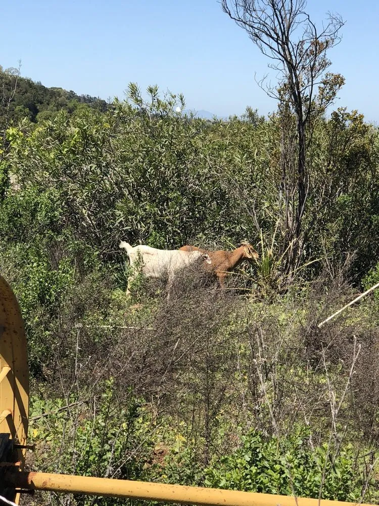 Reliable garden landscaping experts serving San Jose, CA - Green Goat Landscapers