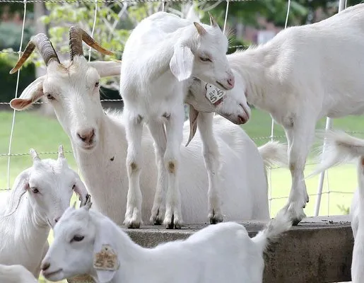 Green Goat Landscapers Logo