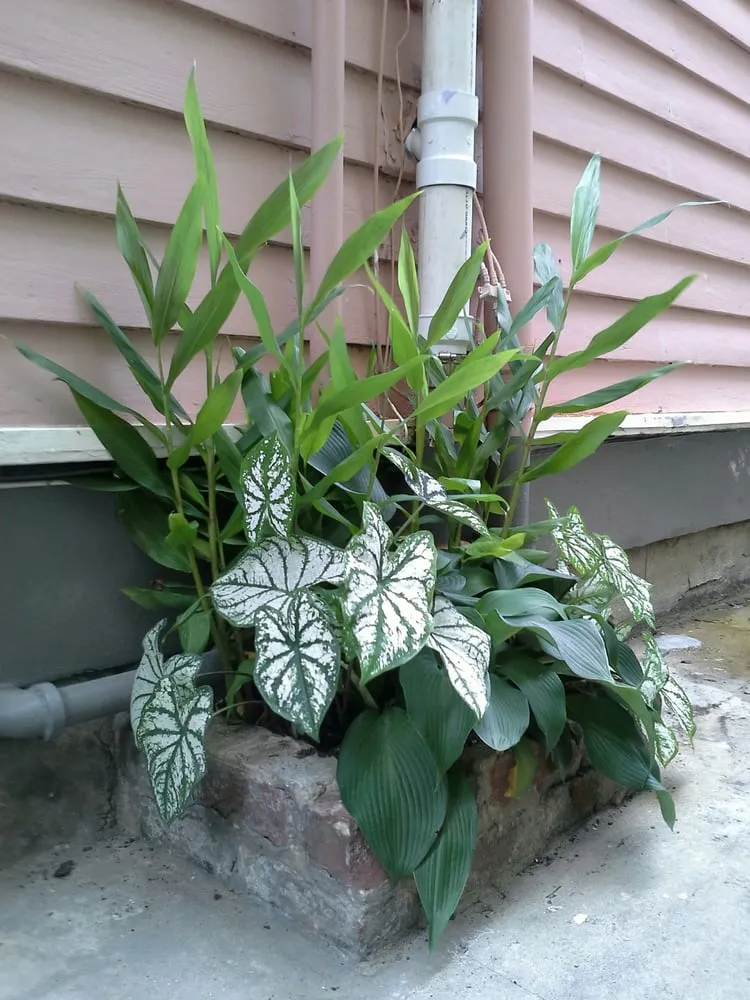 Affordable lawn mowing service in New Orleans, LA - Green Goddess Gardens