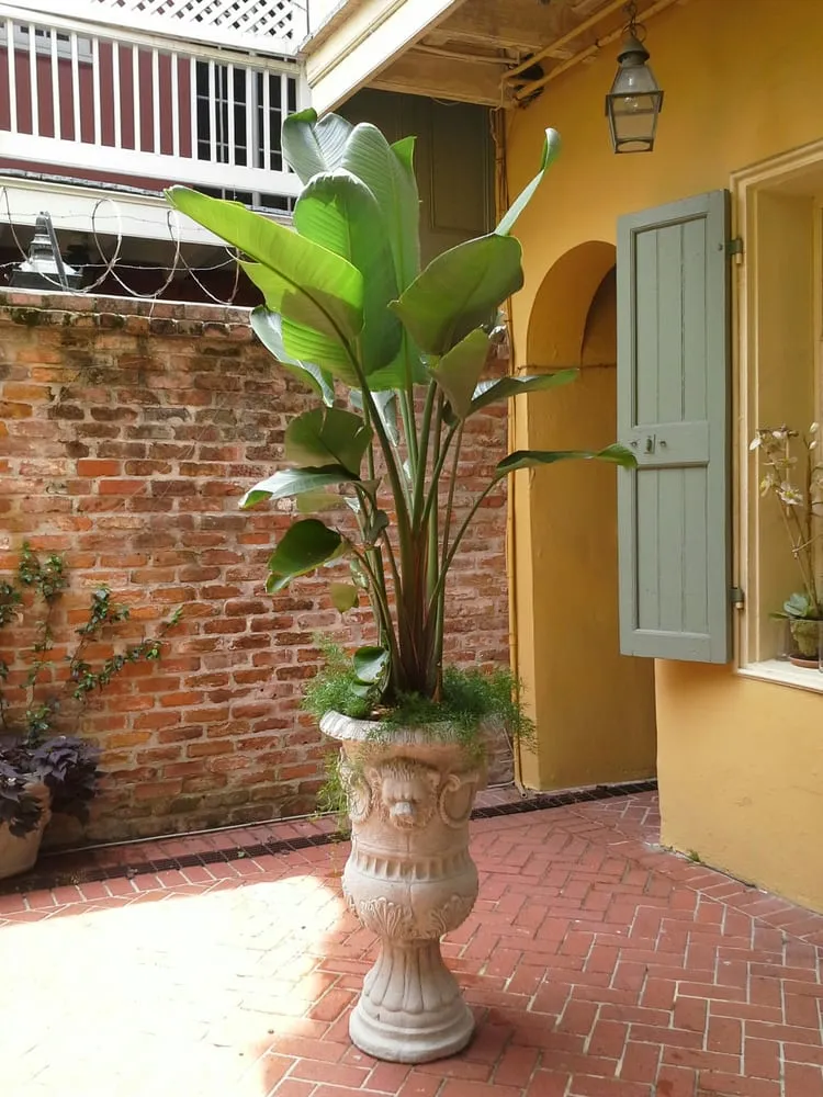 Local residential landscaping in New Orleans, LA - Green Goddess Gardens