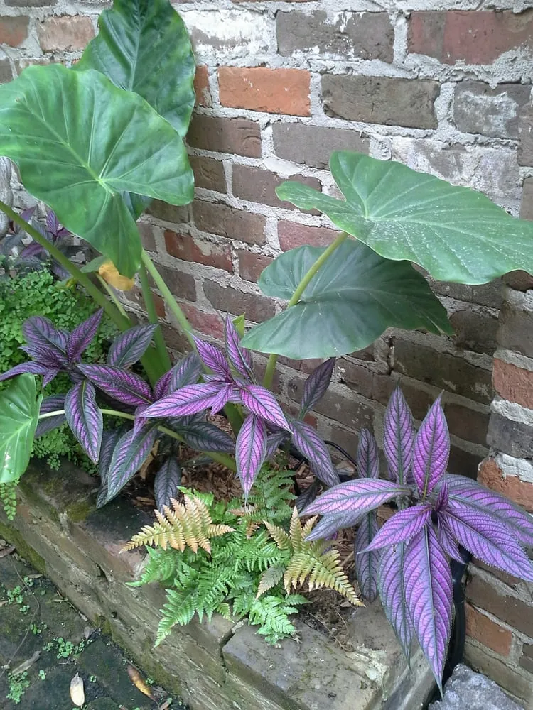 Expert landscape installation experts serving New Orleans, LA - Green Goddess Gardens