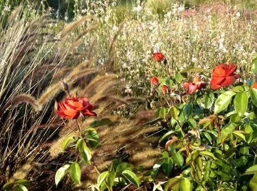 Affordable garden landscaping in Oak View, CA - Green Goddess Gardens