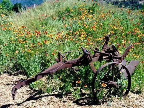 Top-rated landscaping services experts serving Oak View, CA - Green Goddess Gardens