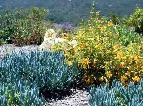 Affordable lawn care service experts serving Oak View, CA - Green Goddess Gardens