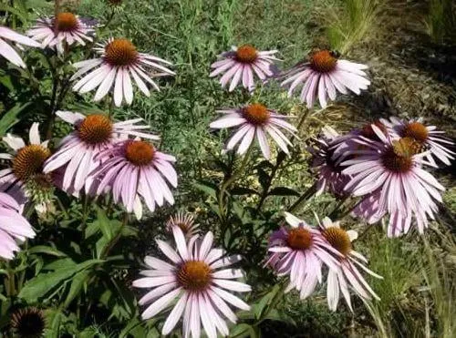 Affordable yard maintenance in Oak View, CA - Green Goddess Gardens