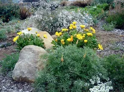 Affordable residential landscaping in Oak View, CA - Green Goddess Gardens