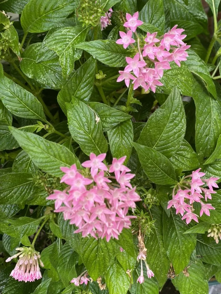 Affordable yard maintenance in Humble, TX - Green Goddess Landscaping