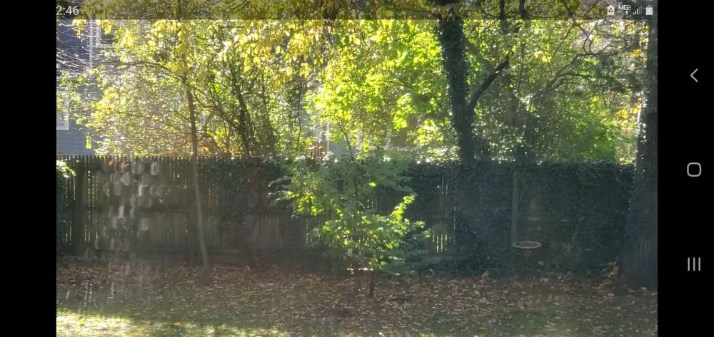 Expert yard cleanup service experts serving White Plains, NY - Green Gold Landscaping