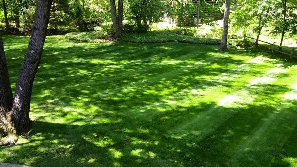 Reliable lawn care service in White Plains, NY by Green Gold Landscaping