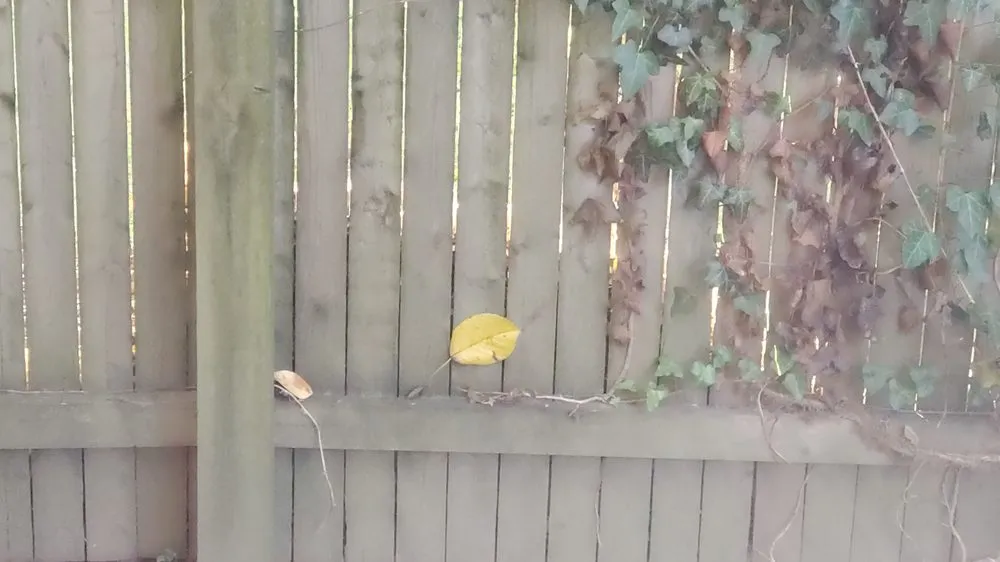 Custom yard cleanup service for year-round maintenance across White Plains, NY - Green Gold Landscaping